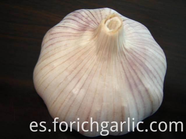 Normal White Garlic